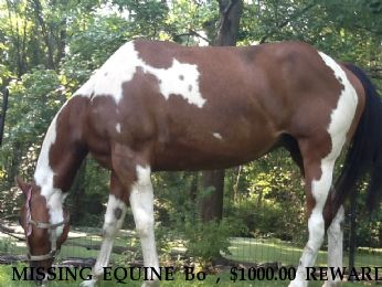 MISSING EQUINE Bo , $1000.00 REWARD  Near Bronx, NY, 10464